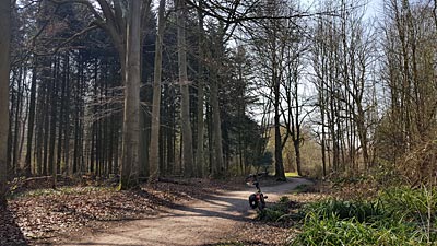 Rahmer Wald