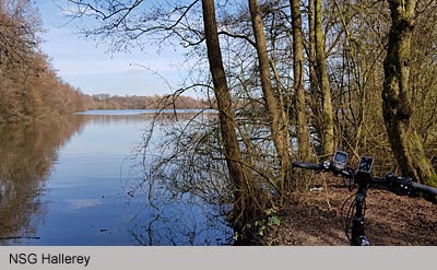 Nsg Hallerey