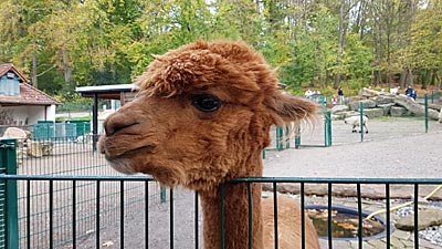 Lama